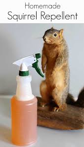 Locate and close their entry points. Homemade Squirrel Repellent Recipe House Of Hawthornes