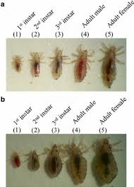 The Nasty Truth About The Head Louse Life Cycle