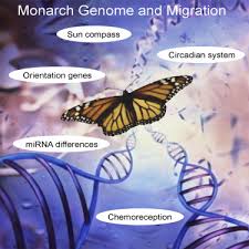 The Monarch Butterfly Genome Yields Insights Into Long