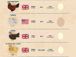 The Egg Cellent Guide To Chicken Breeds Community Chickens