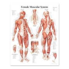 2111 08 Female Muscular System Anatomical Chart