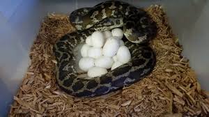 laying eggs carpet python breeding
