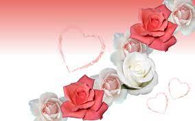 free love rose flowers