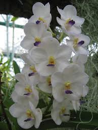 Believe it or not, purple is one of the most common colors of flowers. White Orchid Flowers With Yellow And Purple Centers Jpg 1 Comment Hi Res 720p Hd