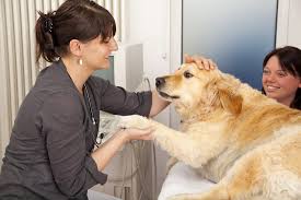 gland cancer in dogs symptoms