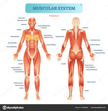 Diagram Of The Muscular System Male Muscular System Full