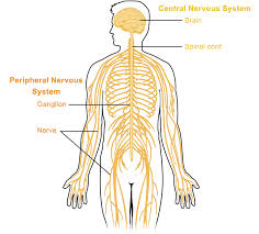 Nervous system diagram nervous system disease nerve diagram human body png clipart. Peripheral Nervous System Queensland Brain Institute University Of Queensland