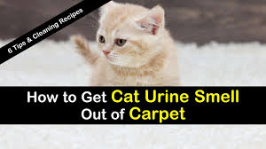 get urine smell out of carpet
