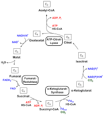 5 9 Cellular Respiration Biology Libretexts