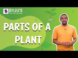 biology of plants parts of plants