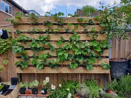 Building a tower planter for strawberries is a simple project with a powerful impact on the appearance of your garden. Urban Garden Project How To Grow Strawberries Vertically Serena Lee