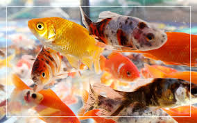 goldfish growth chart how big do