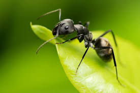 Спрей aroxol против мравки 400 мл. Kak Da Se Otrvem Ot Mravkite V Doma I Gradinata Agrozona Bg