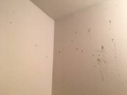 Mold Forming On Walls Of Walk In Closet