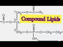 compound lipids biochemistry you
