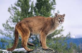 are mountain lions in pennsylvania
