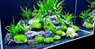 plants for aquarium that don t need co2
