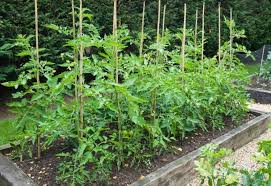 Grow Tomatoes In A Raised Garden Bed