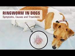 ringworm in dogs symptoms causes and