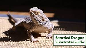 bearded dragon substrates what to use