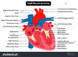Human Heart Muscle Anatomy Infographic Chart Stock