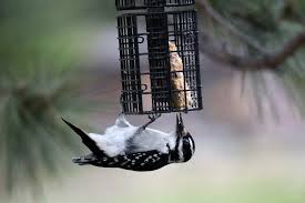 bird feeder