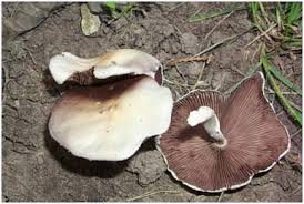 Spore Color Mushroom