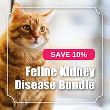 chronic kidney disease in cats