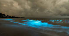 Understanding the natural wonder of bioluminescence