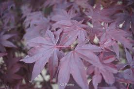 It does not matter what you call it, this is a great plant. Acer Palmatum Wolff Wholesale Nursery Supplies Plant Growers In Oregon Nursery Guide