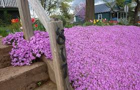 These are often fragrant flowers, and they come in colors such as white, red, and orange, with solid, spotted, or even streaked petals. How To Grow Phlox American Meadows
