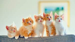 bunch of white brown cat kittens are