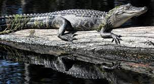 Alligators need warm weather to make an area their home - The Washington  Post