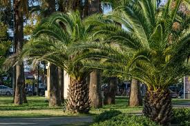 Hardy Palm Trees For Your Uk Garden