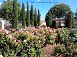 What Evergreen Trees Do Well In El Paso