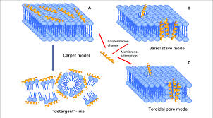 models of action for extracellular