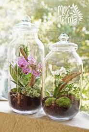 Orchid Jungles In Huge Glass Jars