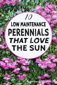 There are many different varieties to choose from for either sun or shade. Full Sun Perennials 17 Low Maintenance Plants That Thrive In Sun Gardening From House To Home Full Sun Perennials Sun Perennials Full Sun Garden