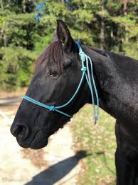 He's a 17 year old tennessee walker ex showhorse. Horse For Adoption Sugar A Tennessee Walker Mix In Baton Rouge La Petfinder