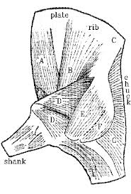 Major Muscles Of The Carcass