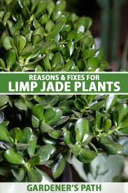 for limp leaves on jade plants