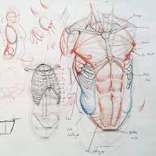 Third, the muscles of the torso do not move just the torso (vertebral column and rib cage) location on the anterior, lateral, and posterior regions of the body, but they can also be classified by anatomical regions the following drawing on this page shows the muscles of the neck and shoulder region. Ramon Alexander Hurtado On Instagram Detail Of This Torso Construction Demo Art Drawing Sketch Human Anatomy Drawing Human Figure Drawing Anatomy Drawing