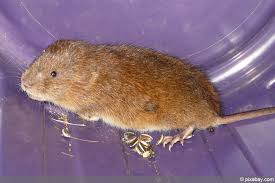 Mäuse fangen und vertreiben einfach erklärt. Wuhlmause Aus Dem Garten Ohne Gift Vertreiben So Geht S Hausgarten Net