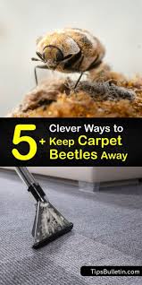 get rid of carpet beetles guide for
