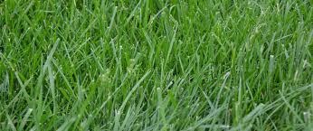 All You Need To Know About Kentucky 31 Tall Fescue