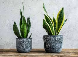 the best low light indoor plants