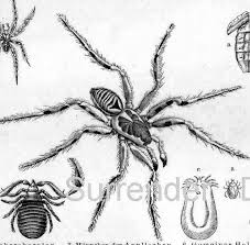 Vintage Spiders Scorpions Arachnid Family 1887 Victorian Insects Arachnology Natural History Engraving To Frame Black White