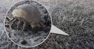 how to prevent dust mites in mattresses