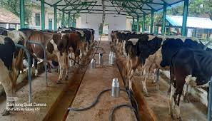 dairy cattle bedding importance and