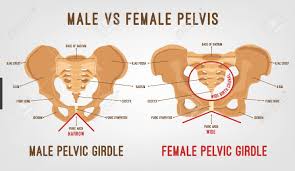 Male Vs Female Pelvis 12 Major Differences Plus Comparison